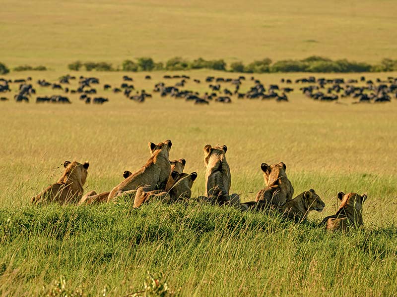 Foto Safari Afrika foto