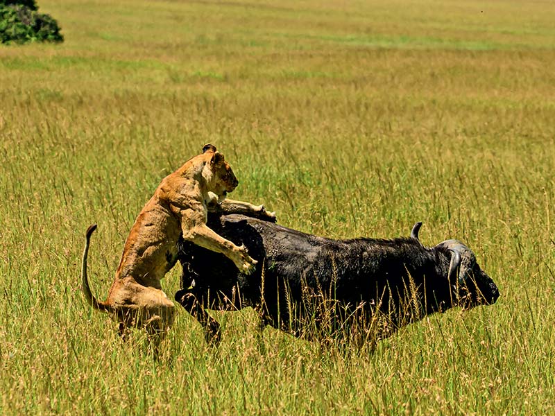 Foto Safari Afrika foto