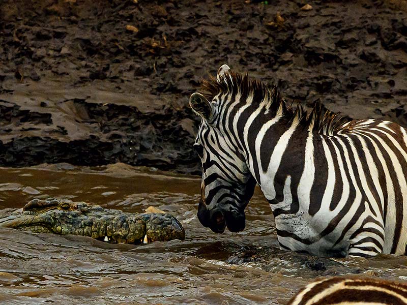 Foto Safari Afrika foto