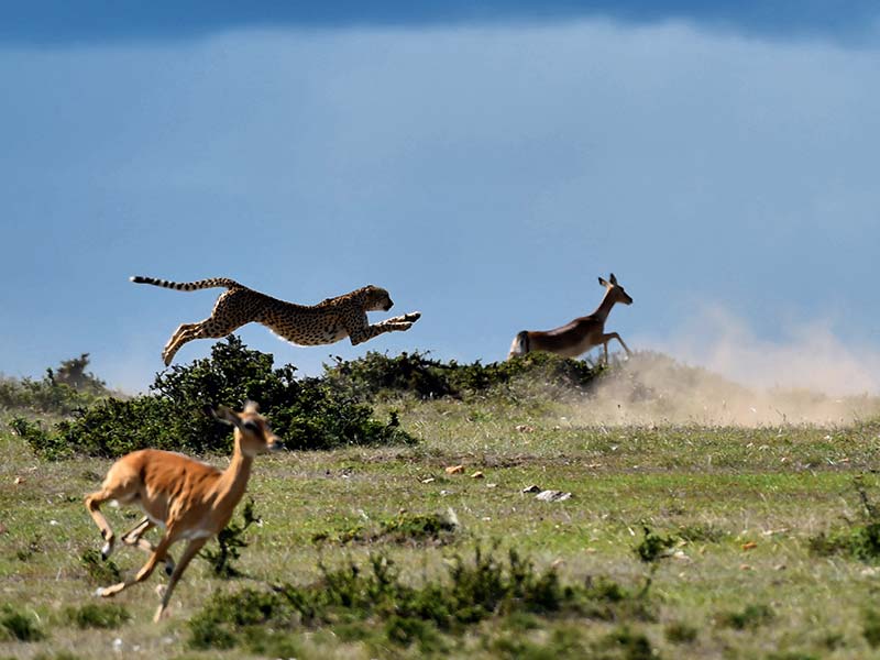 Foto Safari Afrika foto