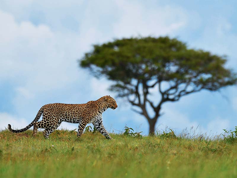 Foto Safari Afrika foto