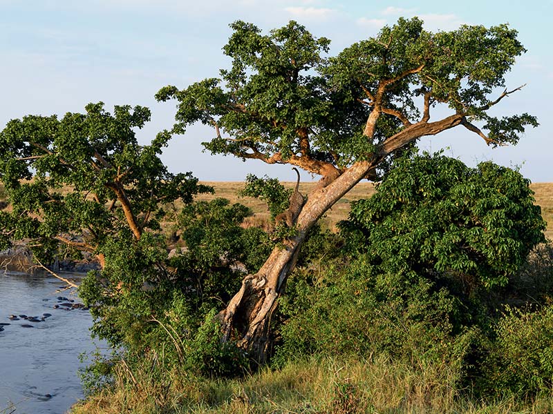 Foto Safari Afrika foto