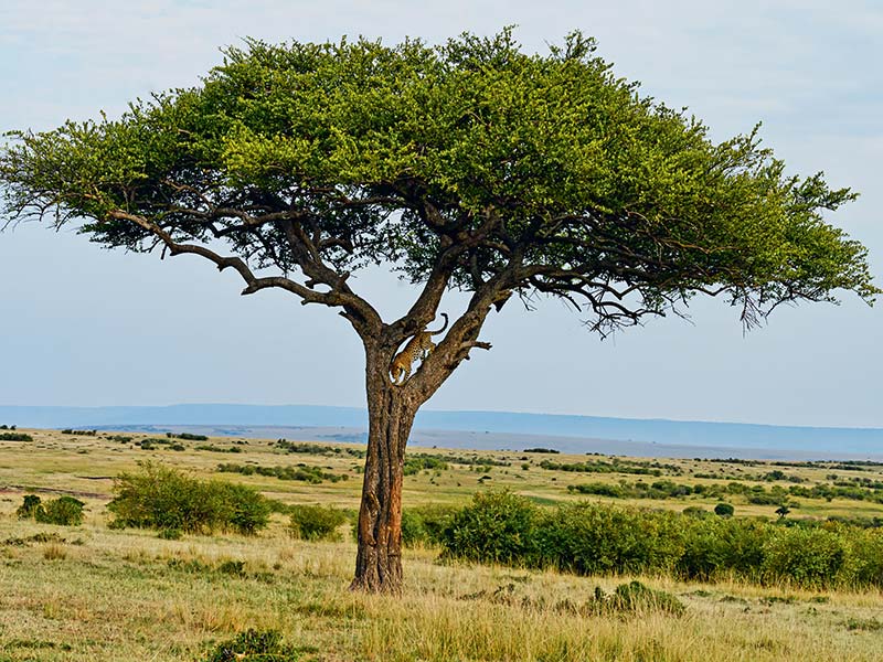 Foto Safari Afrika foto