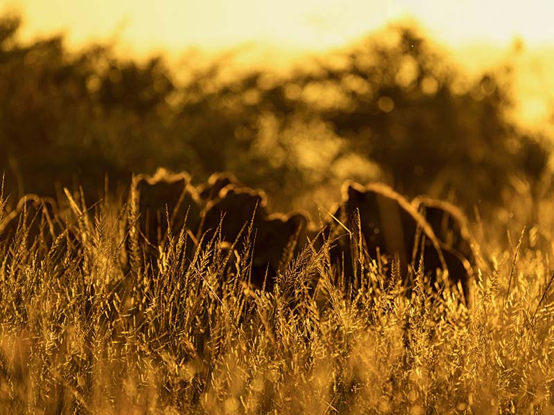 Foto Safari Afrika foto