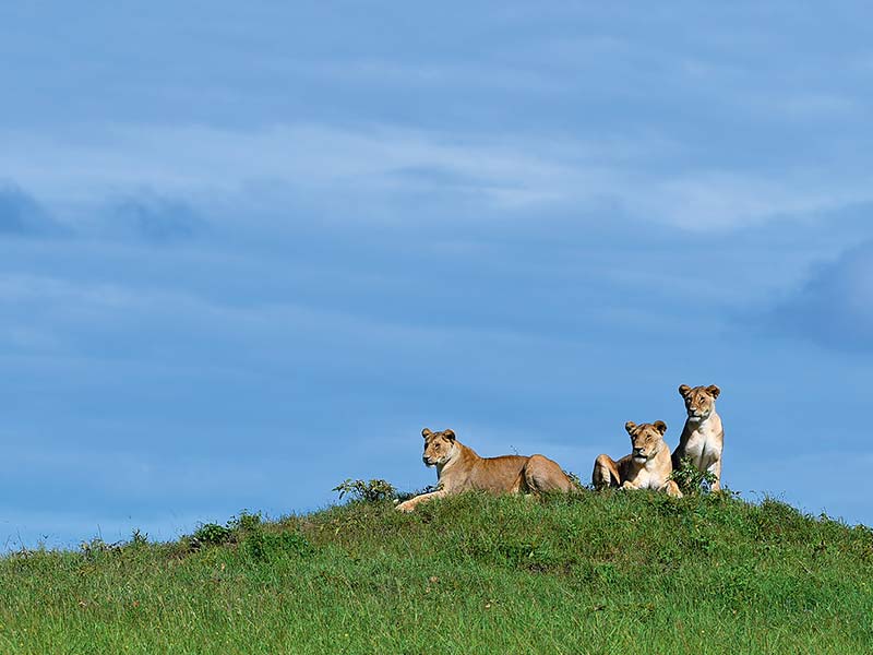 Foto Safari Afrika foto