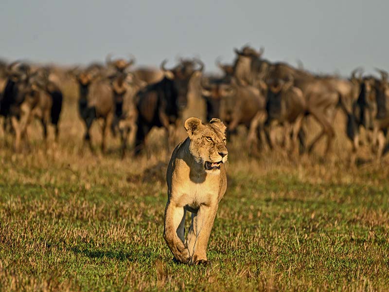 Foto Safari Afrika foto