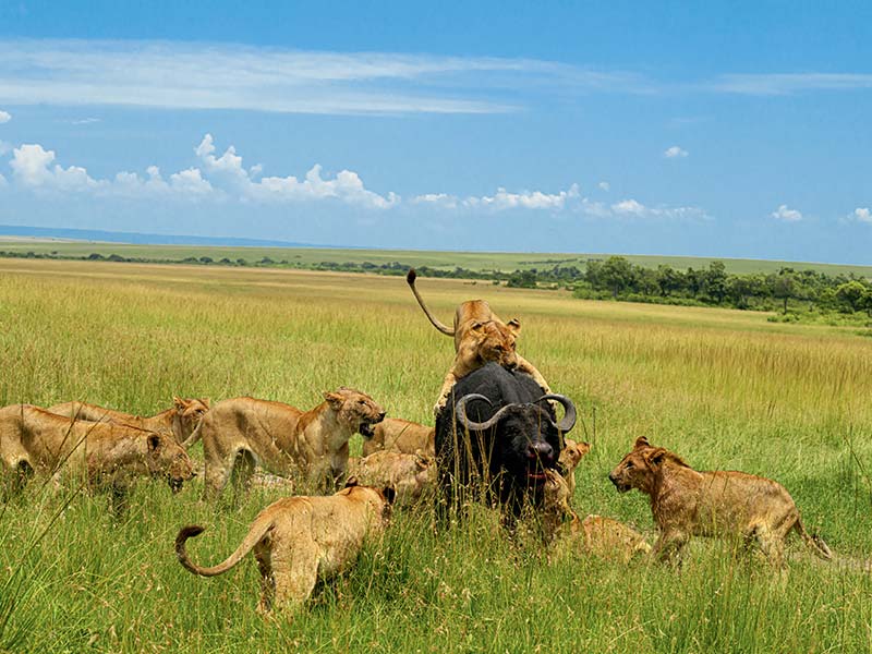 Foto Safari Afrika foto