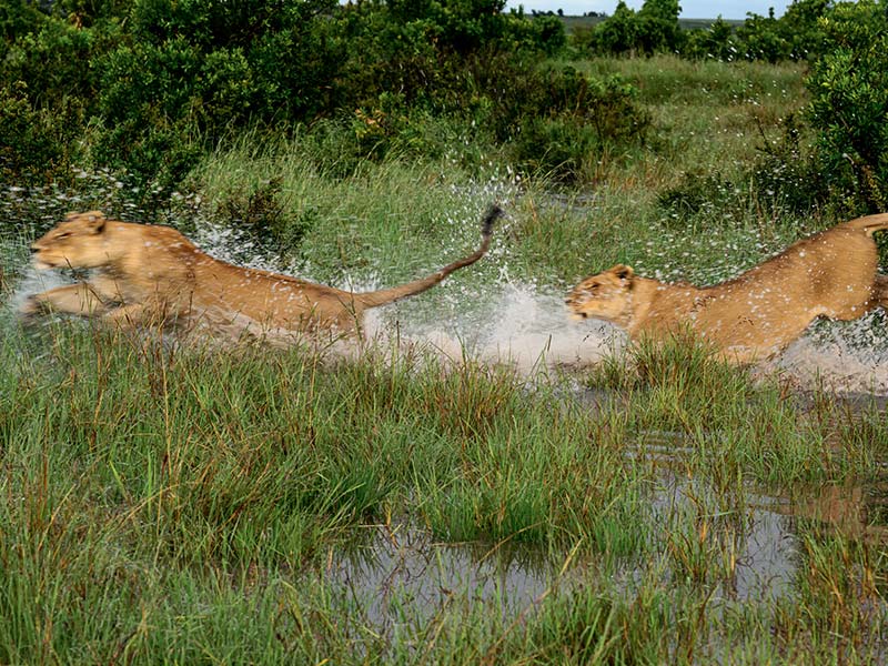 Foto Safari Afrika foto