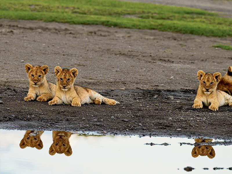 Foto Safari Afrika foto