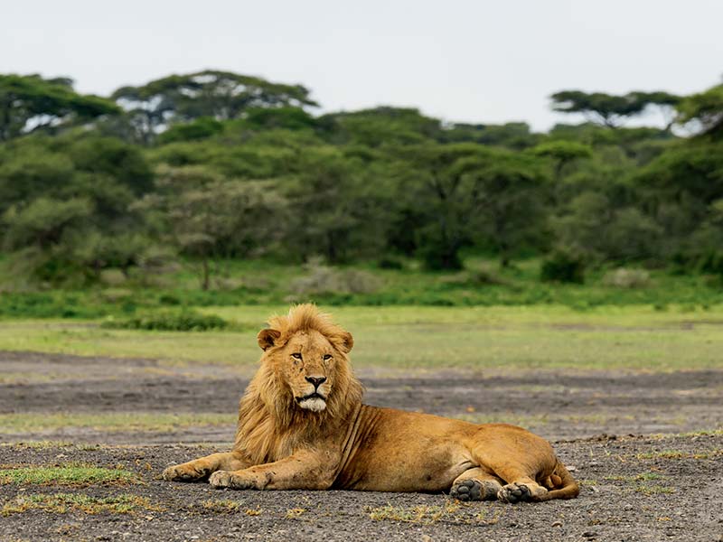 Foto Safari Afrika foto