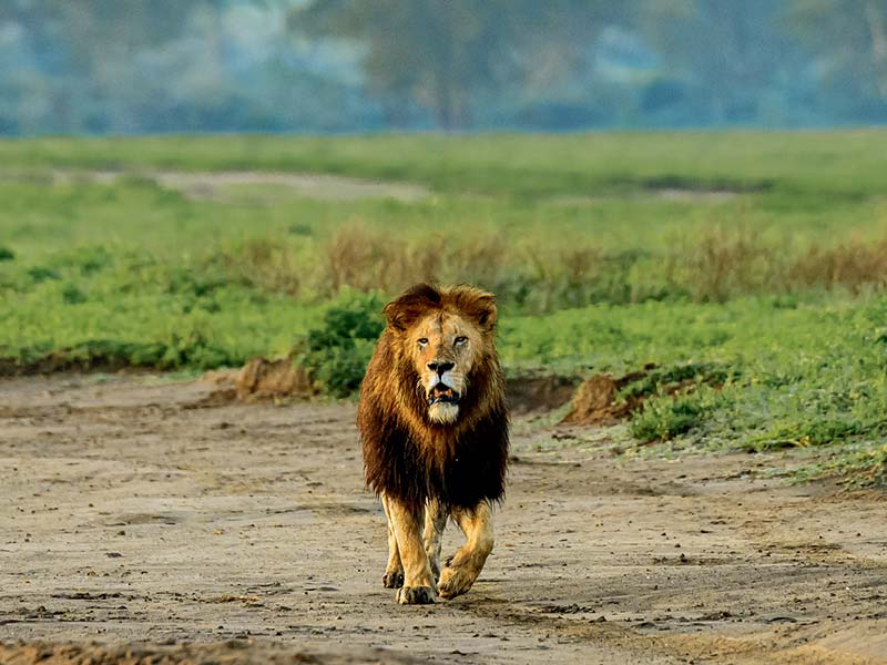 Foto Safari Afrika foto