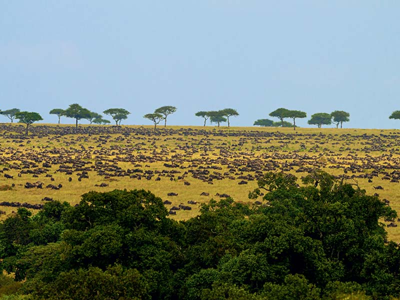 Foto Safari Afrika foto