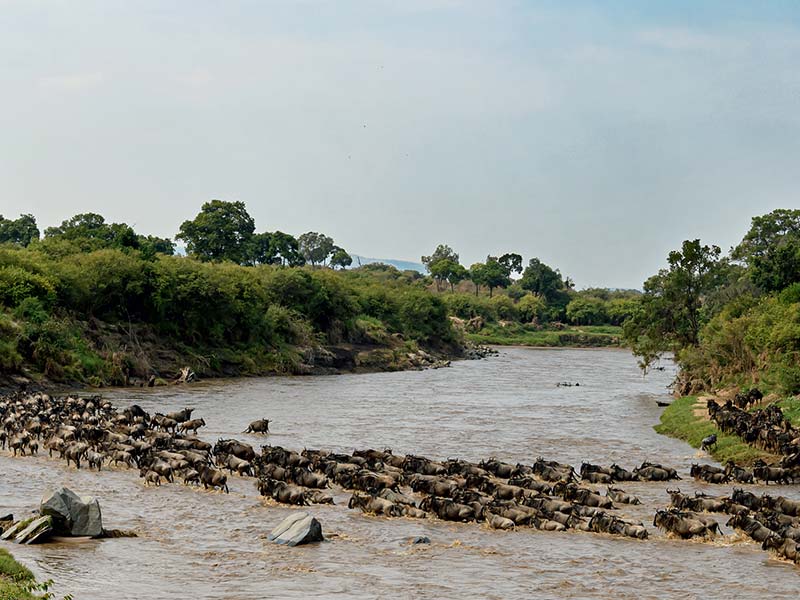 Foto Safari Afrika foto