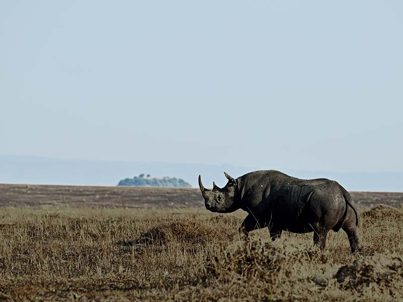 Foto Safari Afrika foto