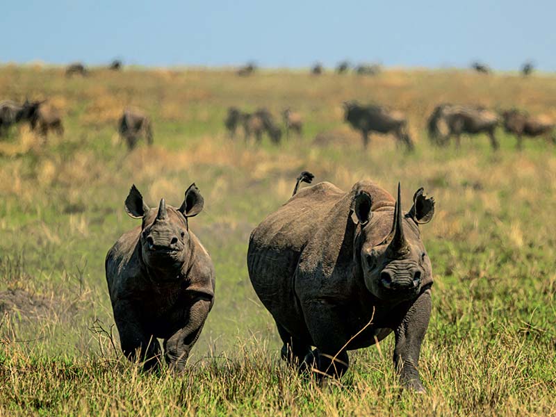 Foto Safari Afrika foto