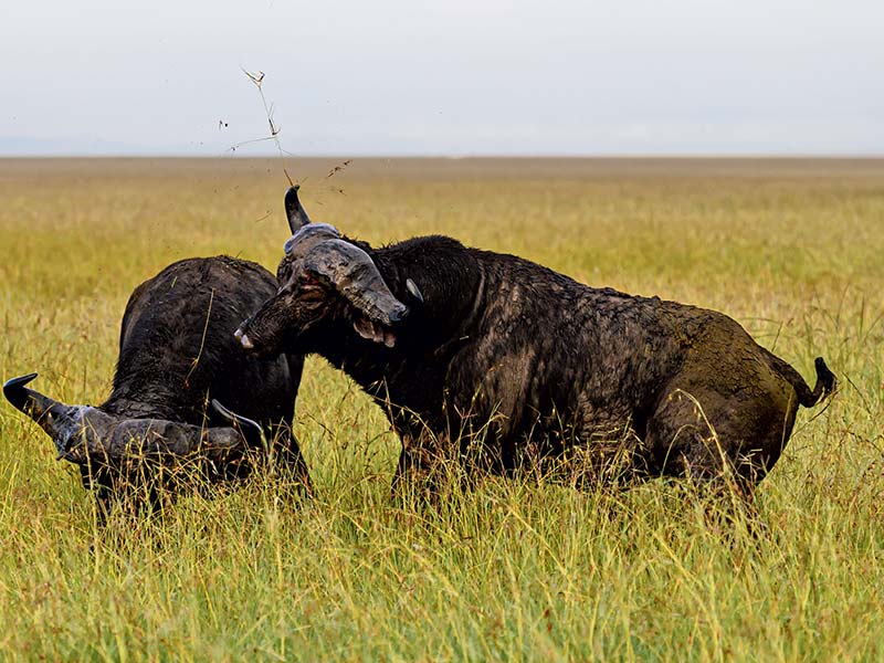 Foto Safari Afrika foto