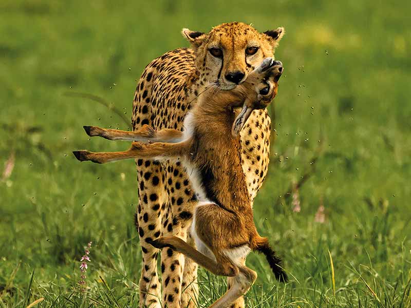 Foto Safari Afrika foto