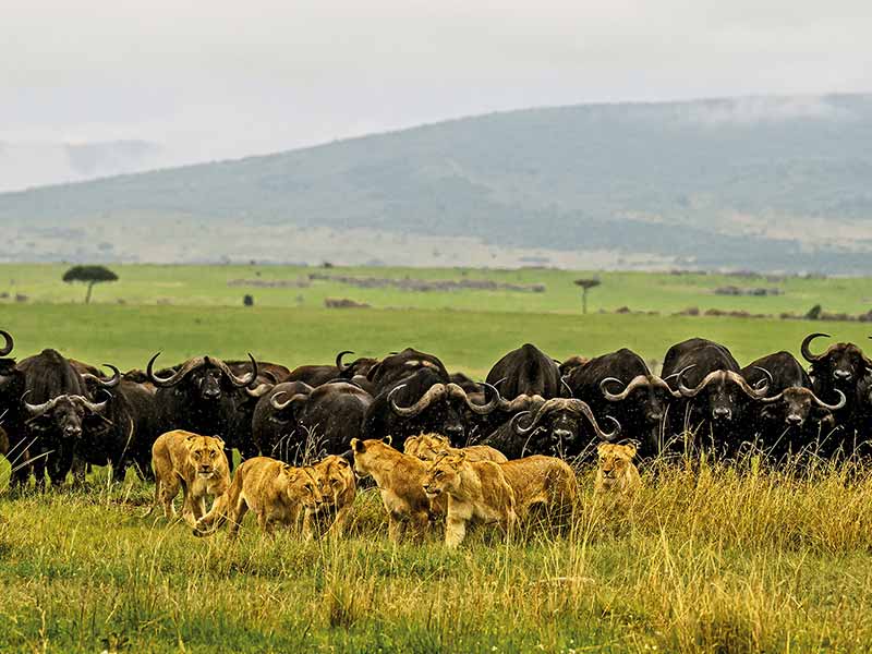 Foto Safari Afrika foto