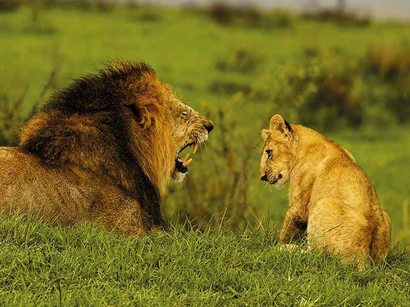 Foto Safari Afrika foto