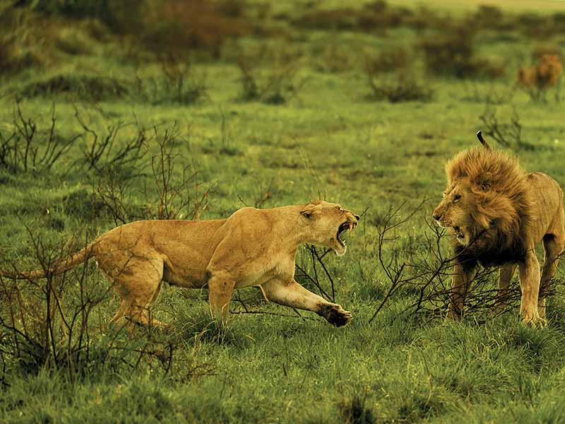 Foto Safari Afrika foto