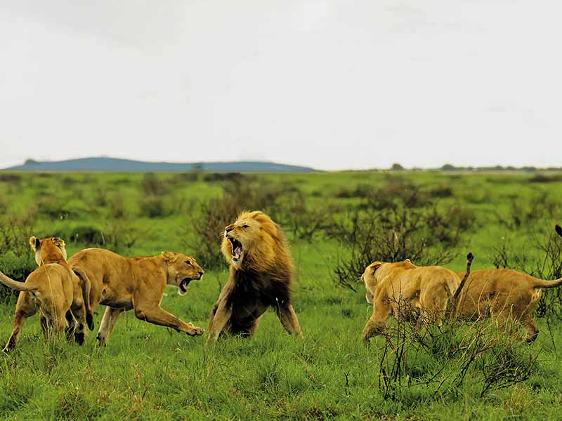 Foto Safari Afrika foto