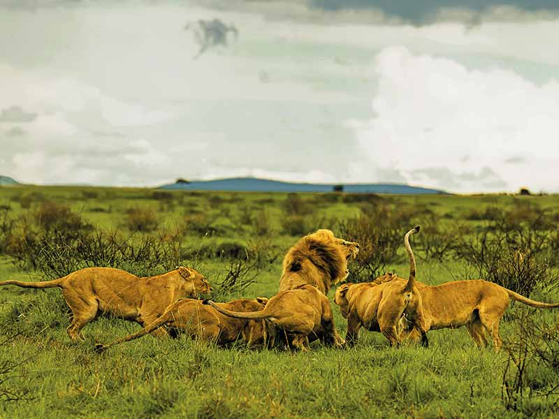 Foto Safari Afrika foto