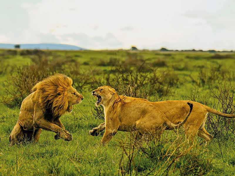 Foto Safari Afrika foto