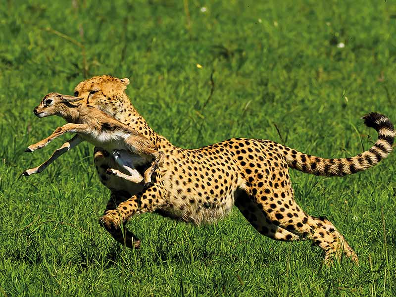 Foto Safari Afrika foto