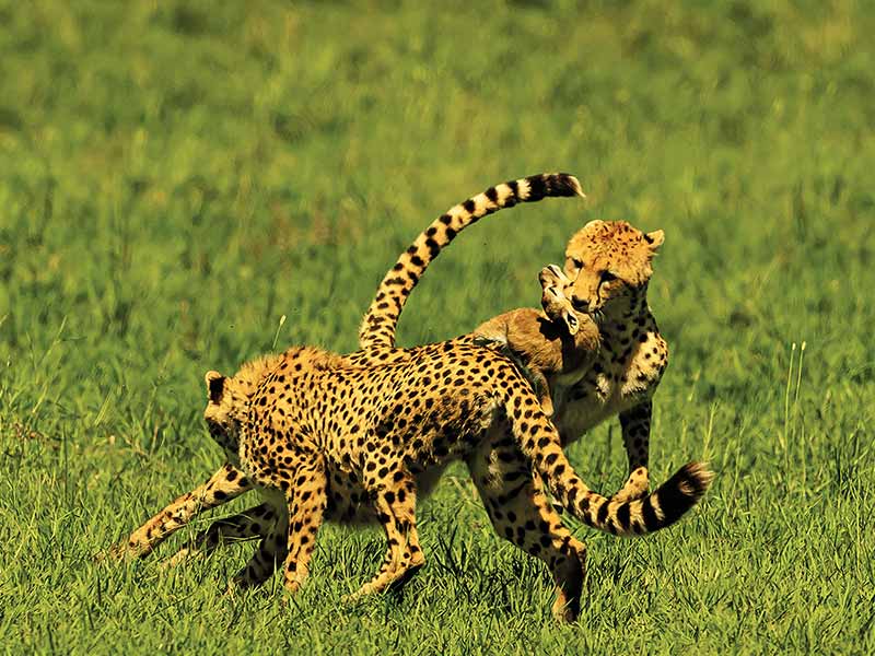Foto Safari Afrika foto