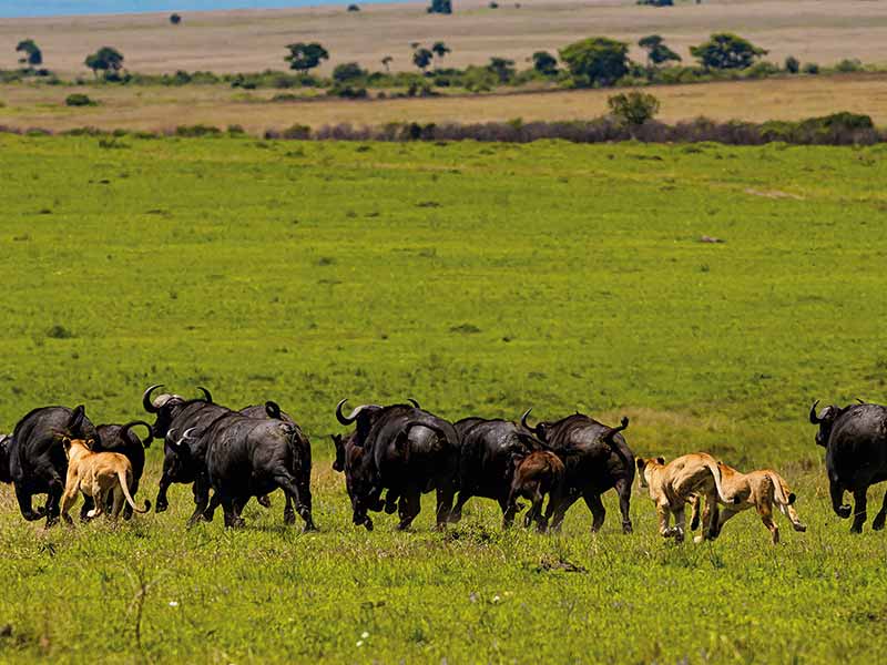 Foto Safari Afrika foto