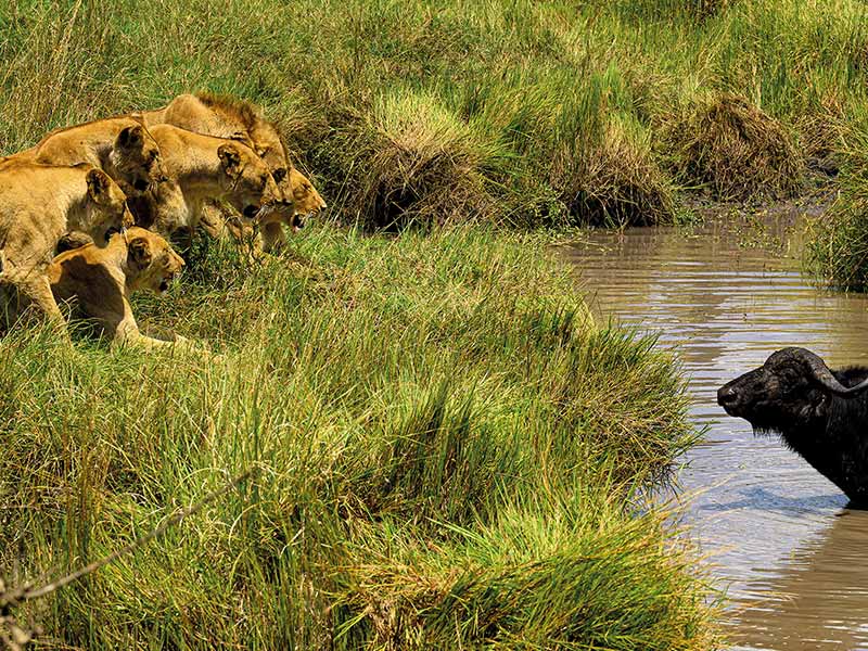 Foto Safari Afrika foto