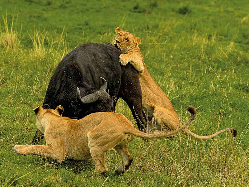 Foto Safari Afrika foto