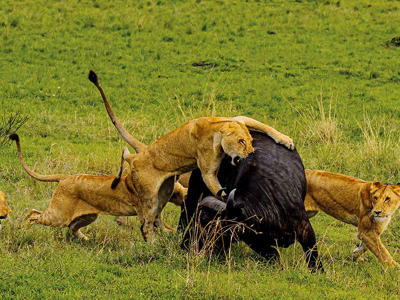 Foto Safari Afrika foto