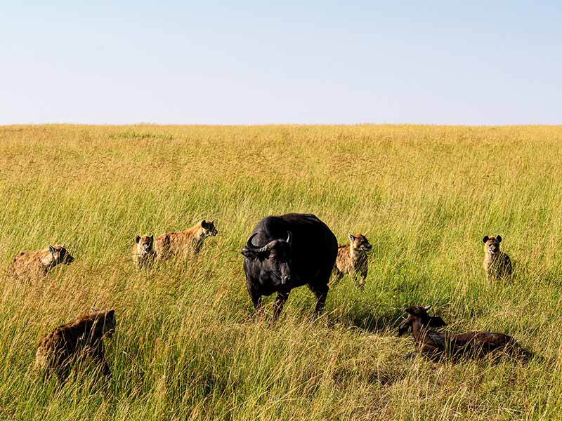 Foto Safari Afrika foto
