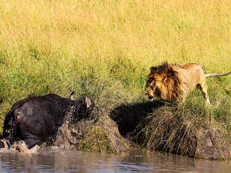 Foto Safari Afrika foto