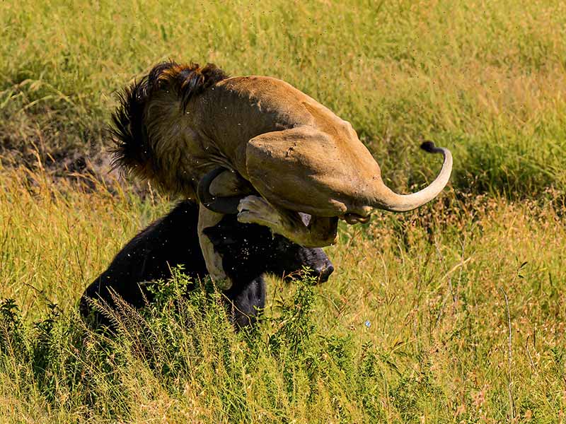 Foto Safari Afrika foto