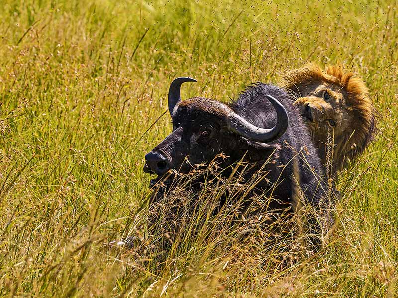 Foto Safari Afrika foto
