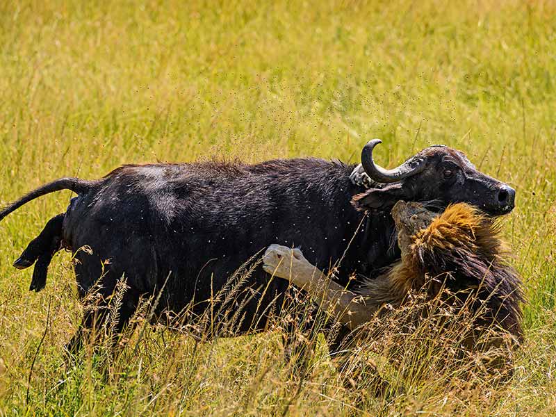 Foto Safari Afrika foto