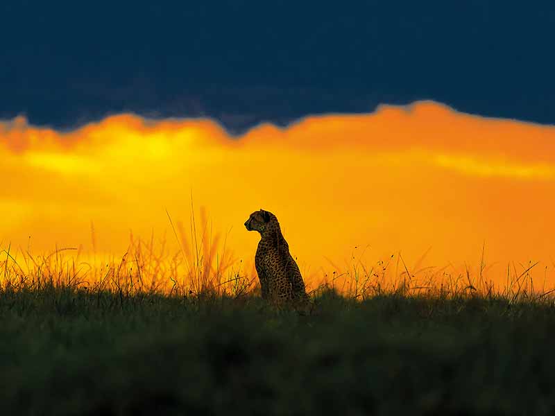 Foto Safari Afrika foto