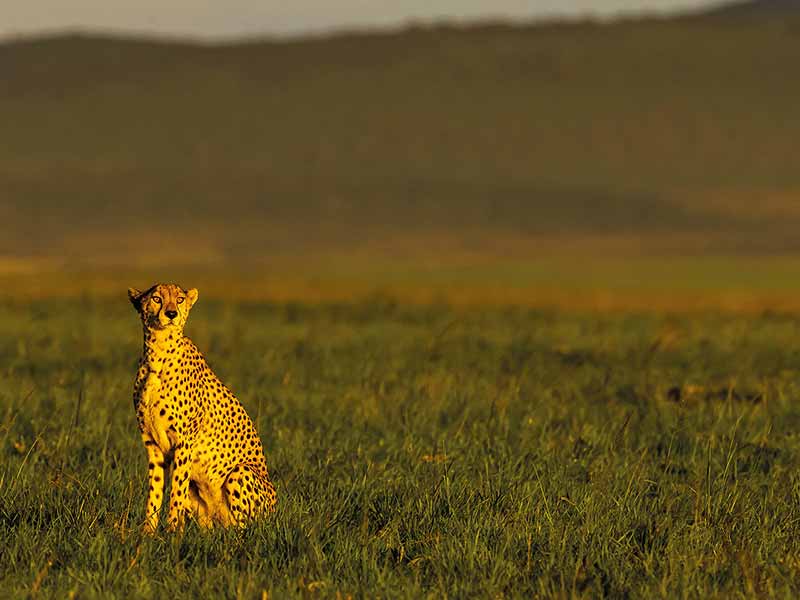 Foto Safari Afrika foto