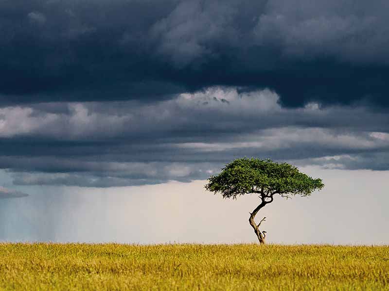 Foto Safari Afrika foto