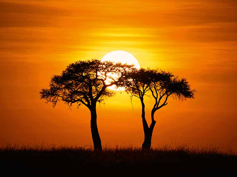 Foto Safari Afrika foto