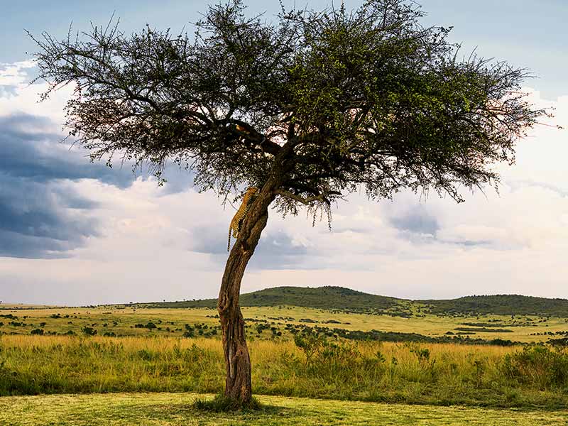Foto Safari Afrika foto