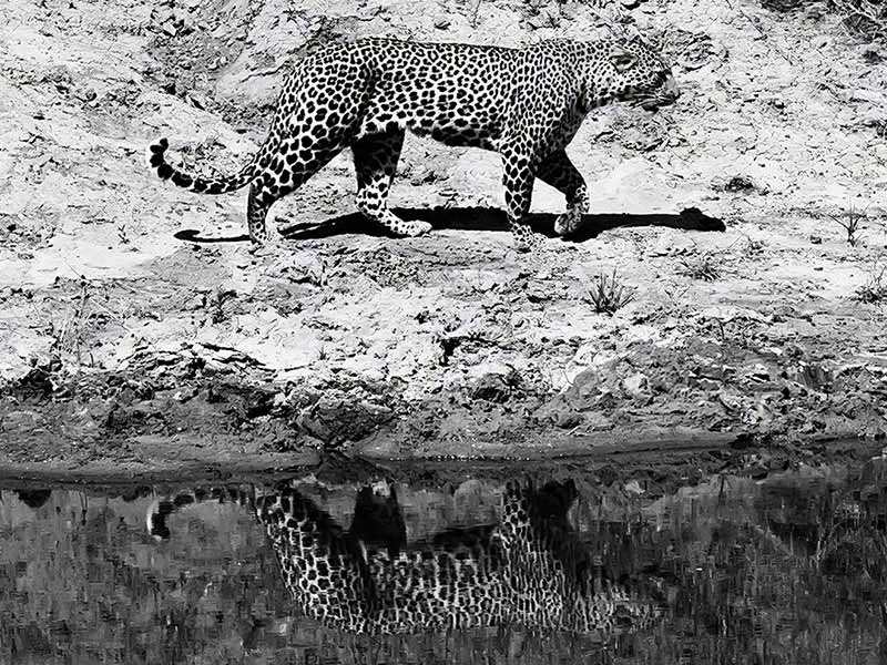 Foto Safari Afrika foto
