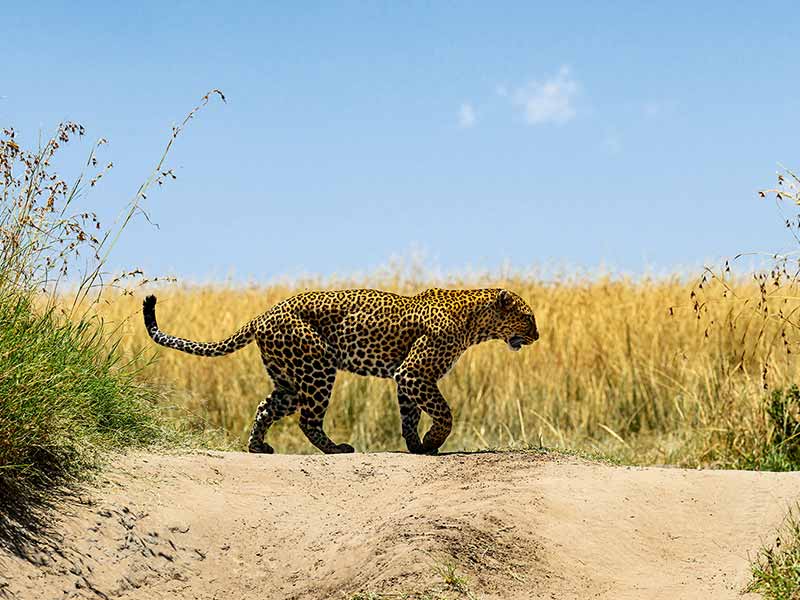 Foto Safari Afrika foto