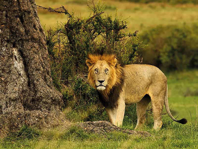 Foto Safari Afrika foto