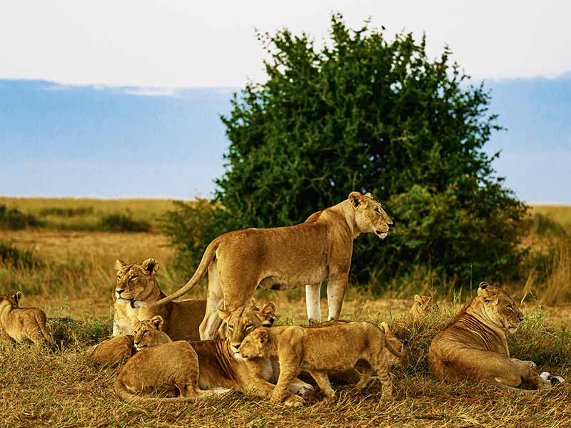 Foto Safari Afrika foto