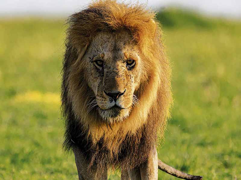 Foto Safari Afrika foto