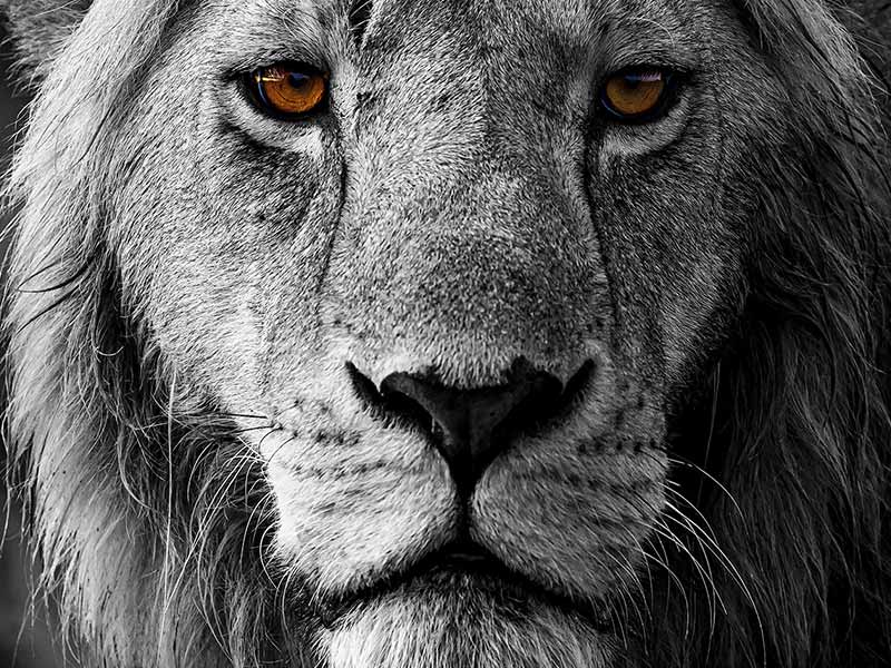 Foto Safari Afrika foto