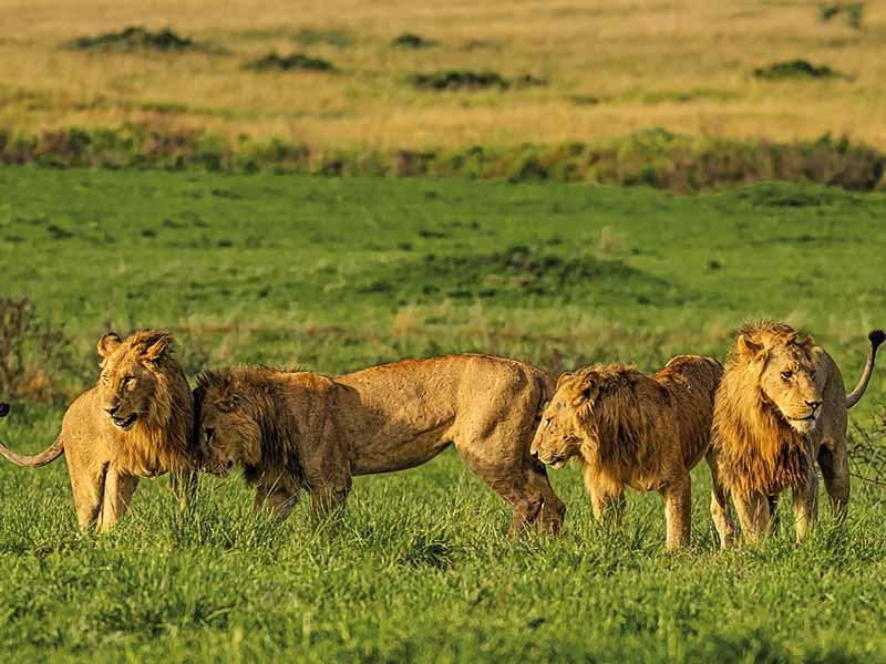 Foto Safari Afrika foto